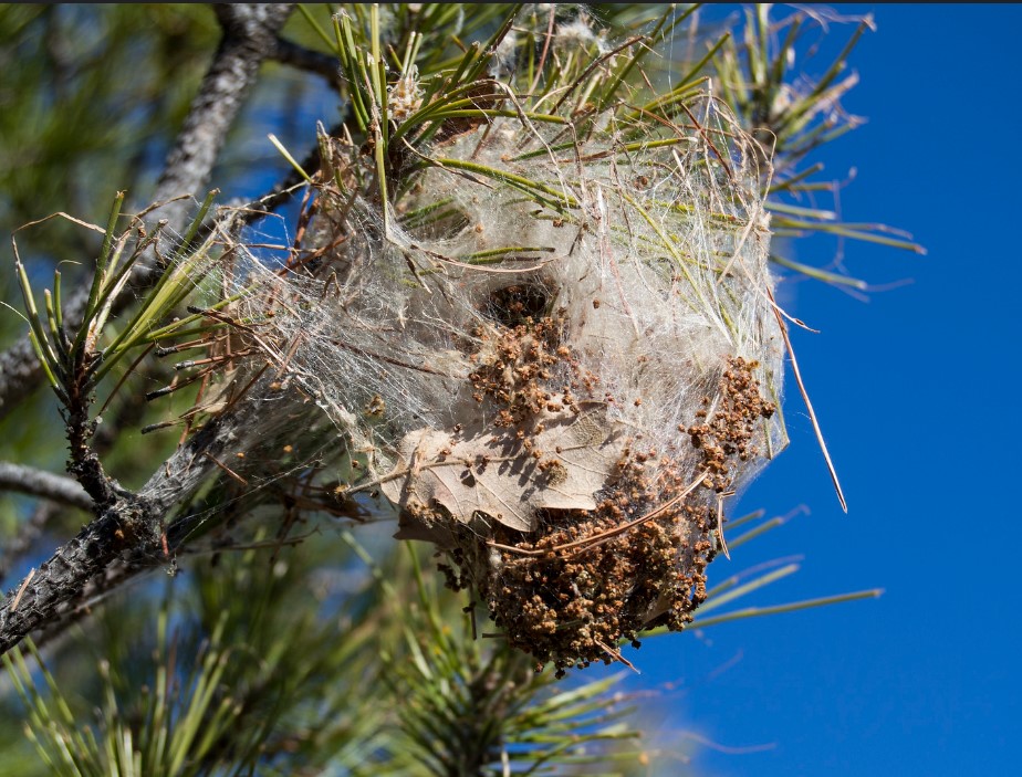 como afecta la procesionaria a los perros