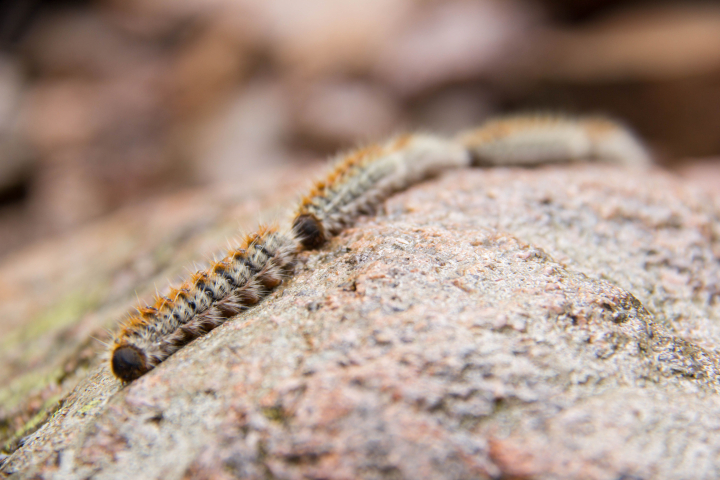 procesionaria que hacer